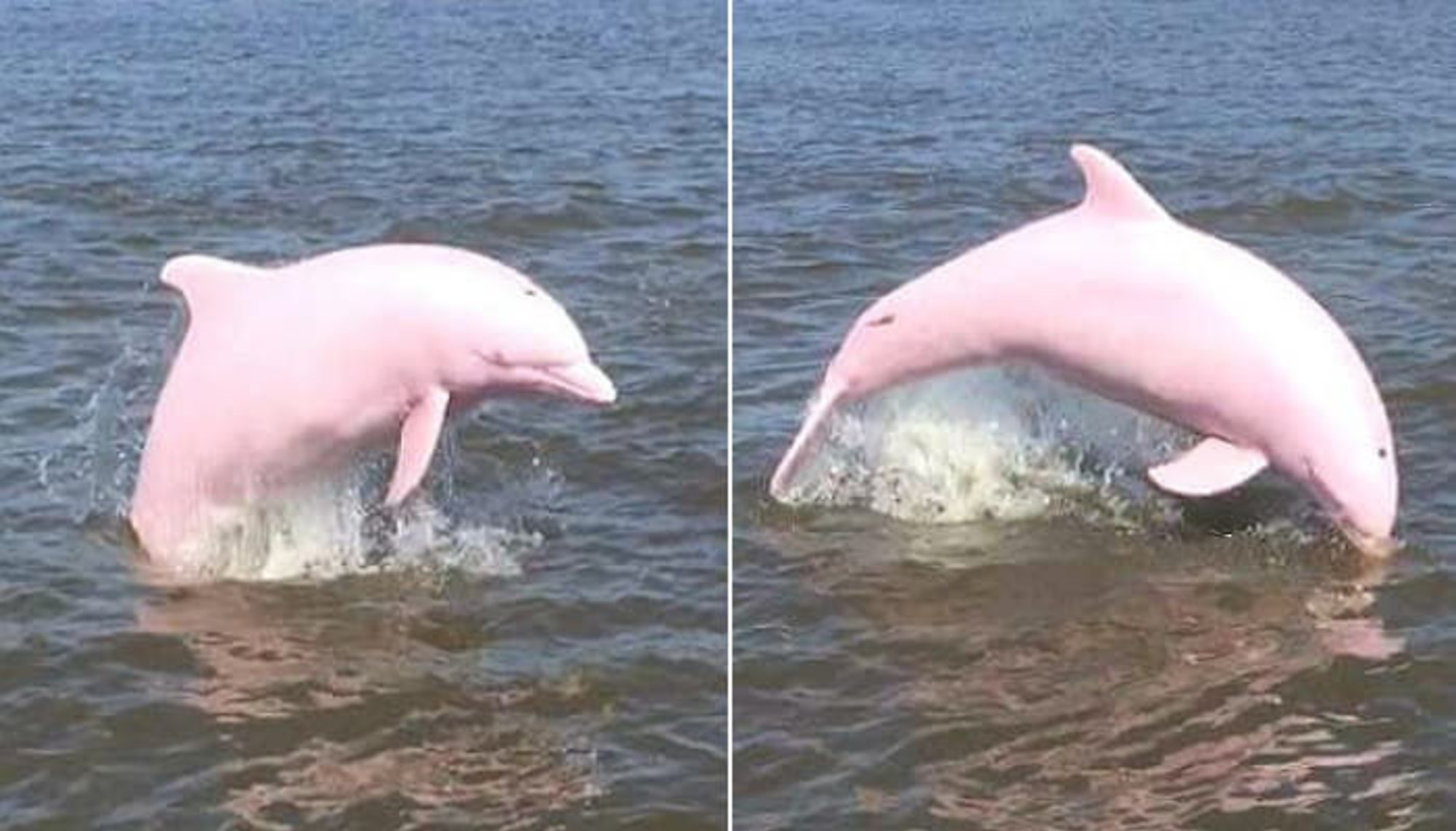 지구상에 20마리 밖에 없어서 보기 매우 힘들다는 '귀염뽀짝' 희귀 알비노 핑크 돌고래