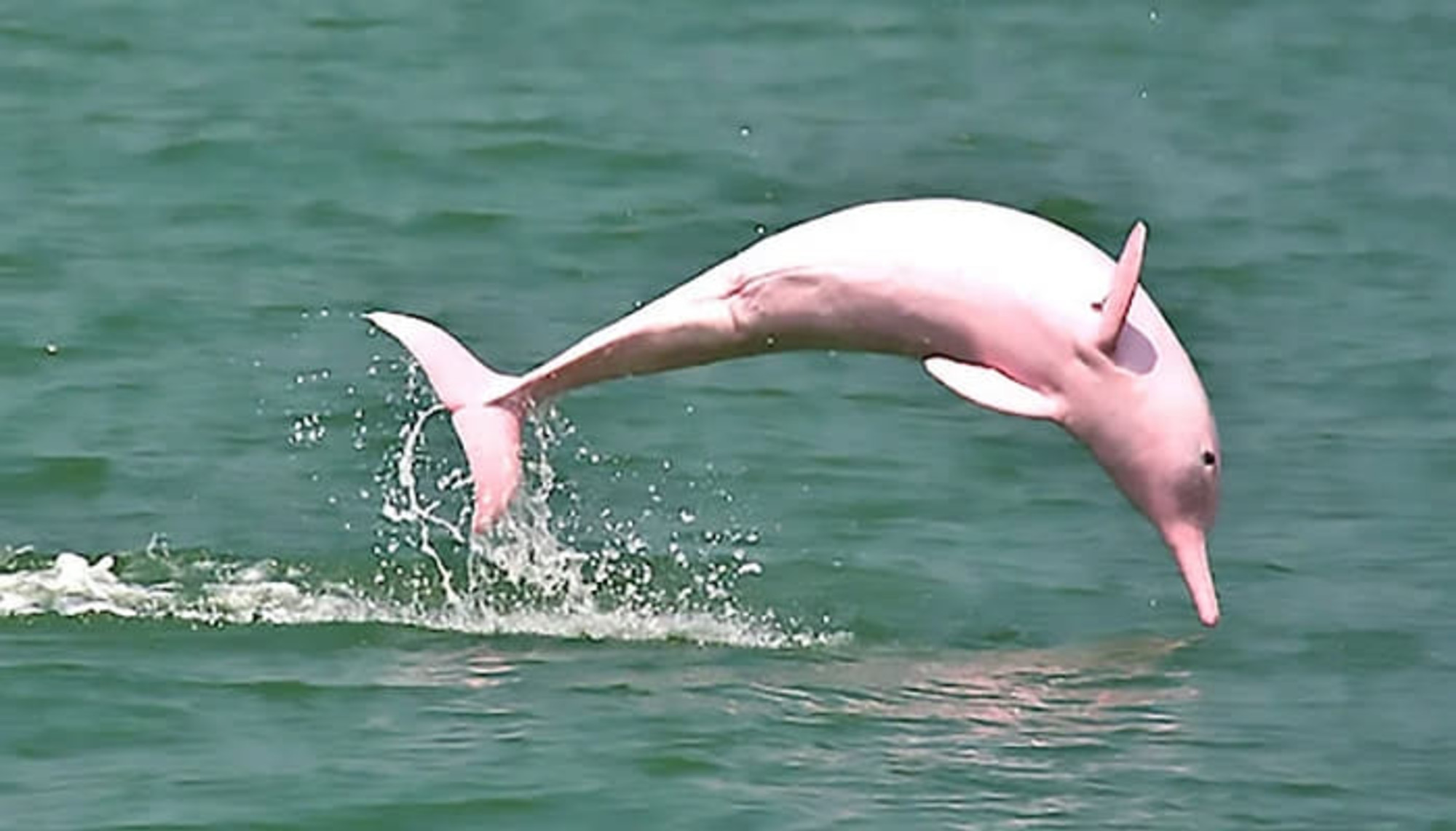 낚시하러 갔다가 좀처럼 보기 매우 힘들다는 '귀염뽀짝' 희귀 알비노 핑크 돌고래를 목격했습니다