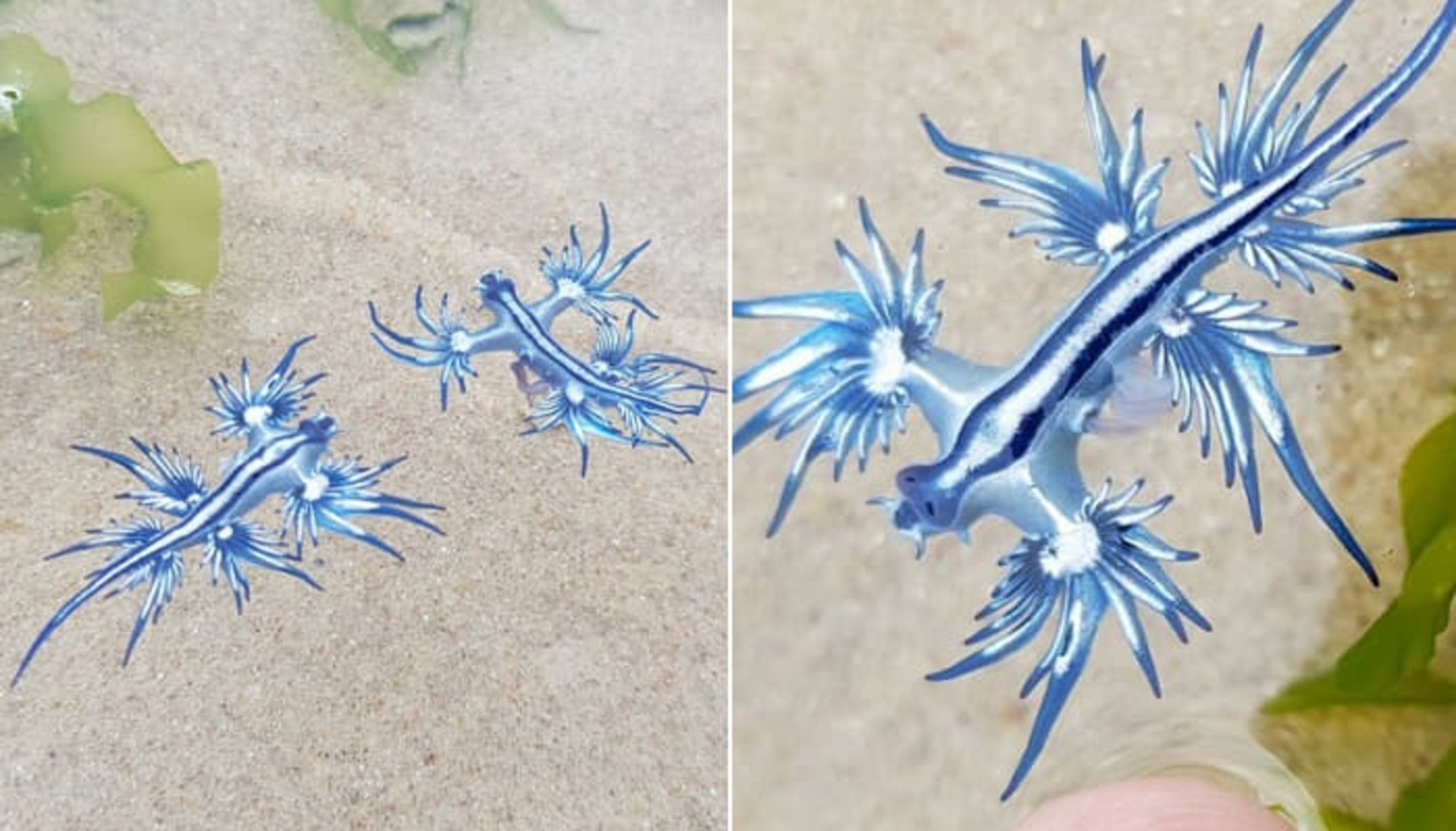 神秘的な青色のビジュアルで致命的な魅力を誇る海の中の小さな青龍 極稀な ブルードラゴン発見