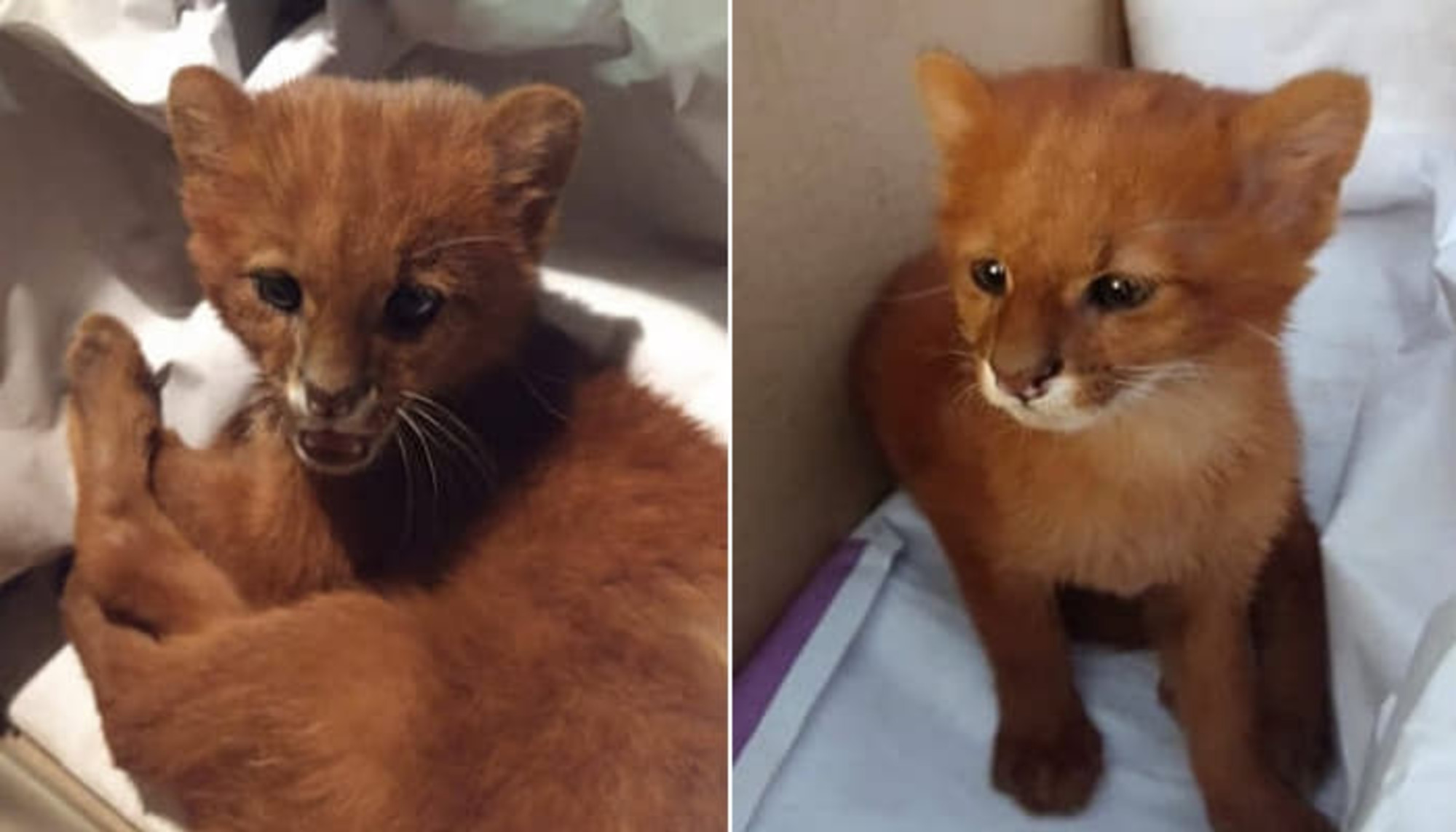 一人の少女が猫だと思って連れてきて、1ヶ月育てたのに…全く思いもよらない"正体"