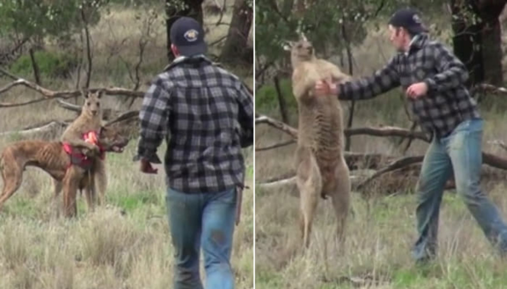 犬にヘッドロックをかけたカンガルーと 素手 で殴り合った男性の最後 映像