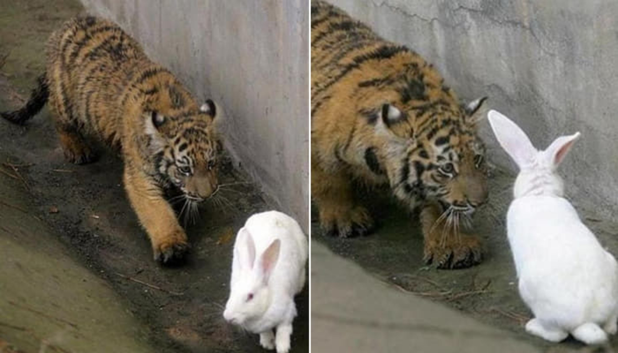 飼育員が餌として投げたウサギを食べずに むしろ 親友 になった虎