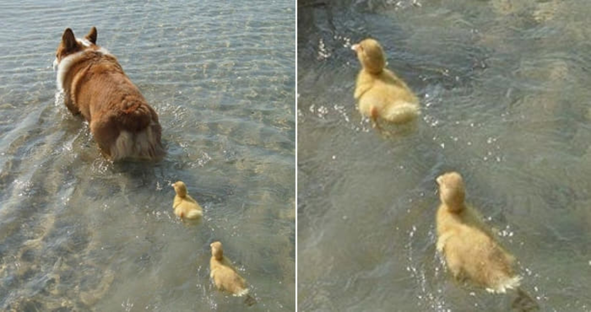 통통한 웰시코기 엉덩이 보고 엄마 오리 궁뎅이로 착각했는지 졸졸 따르는 새끼 오리들
