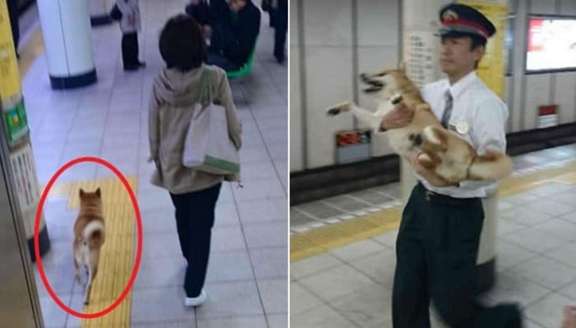 地下鉄 無賃乗車 を試みて駅員にばっちりばめられた柴犬の最後