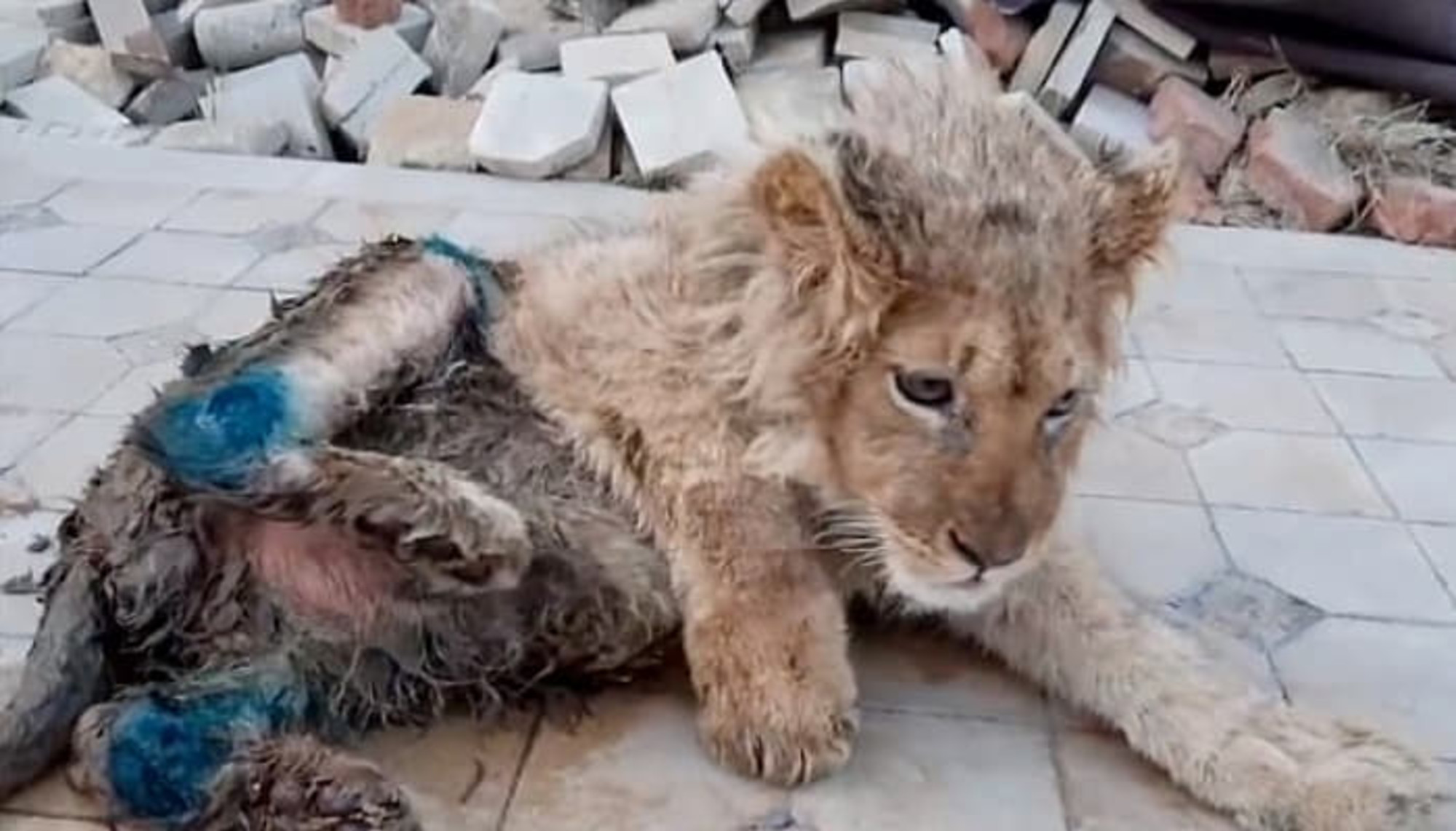 写真作家に拉致され後ろ足を折られ 長い間飢えて痩せた子ライオン