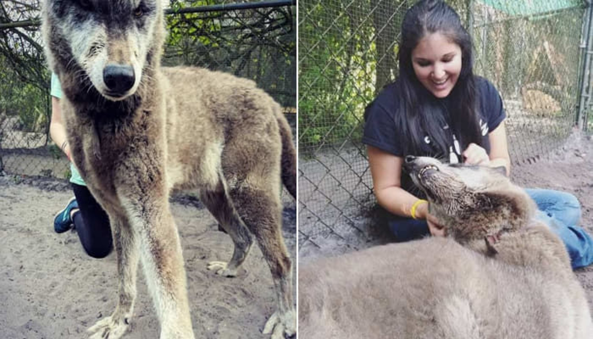 巨大な体のせいで元飼い主から捨てられたオオカミ犬の実際の姿