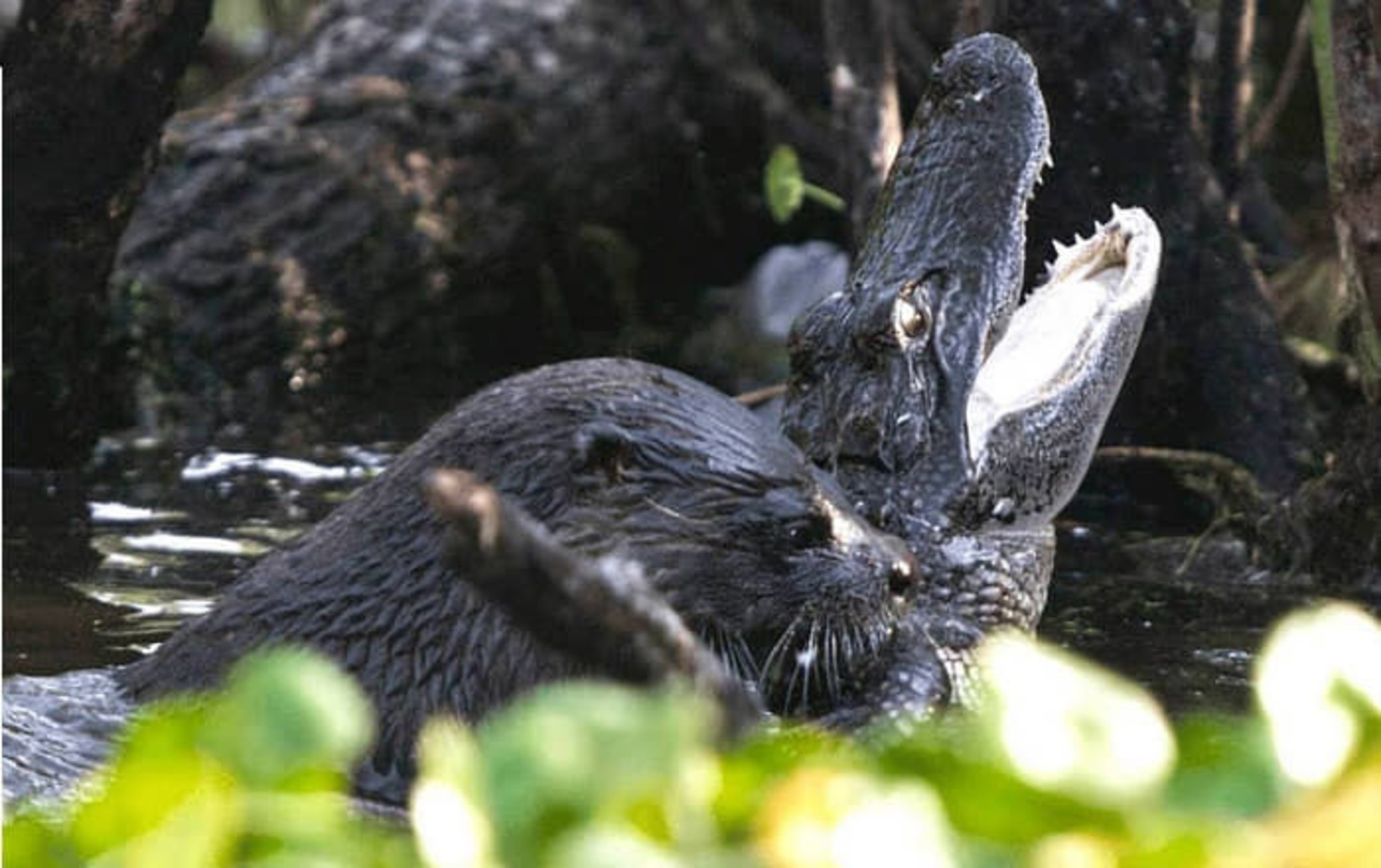 可愛かったカワウソがワニを捕食する瞬間