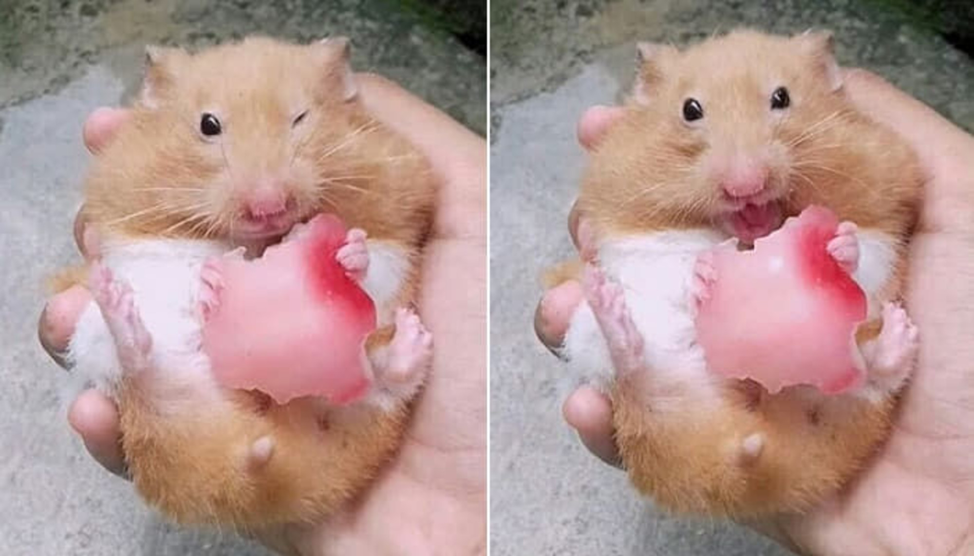 ふっくらとした頬におやつを入れて可愛い表情をするハムスター