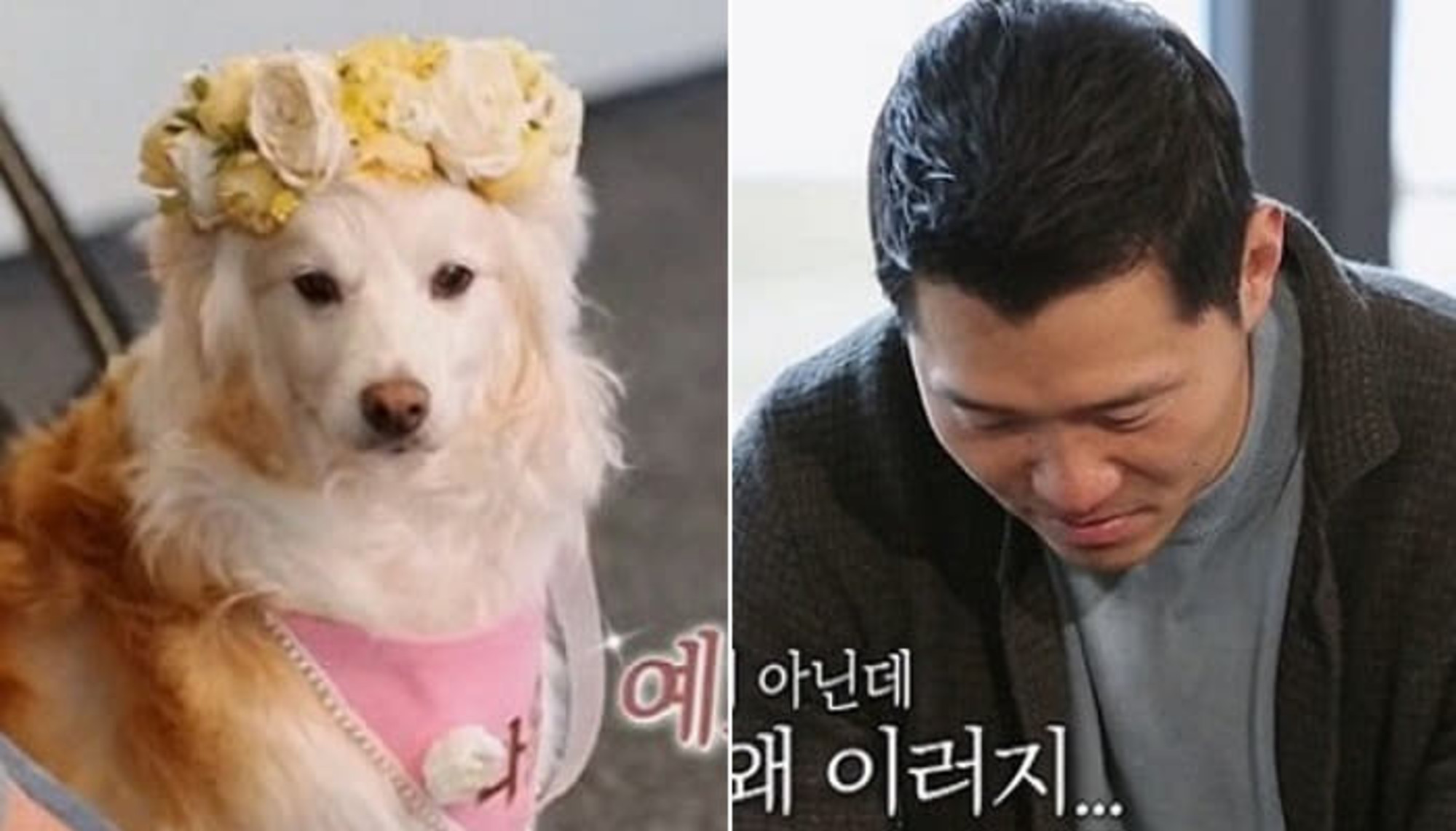 저도 그냥 개 키우는 사람