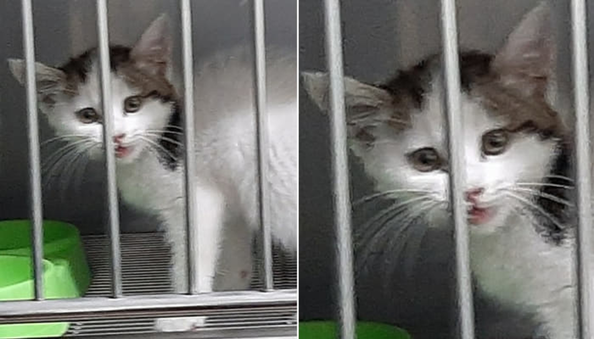 [유실동물 공고] 목포 한 장례식장 부근서 뒷다리 절고 있는 생후 10주령 고양이 구조