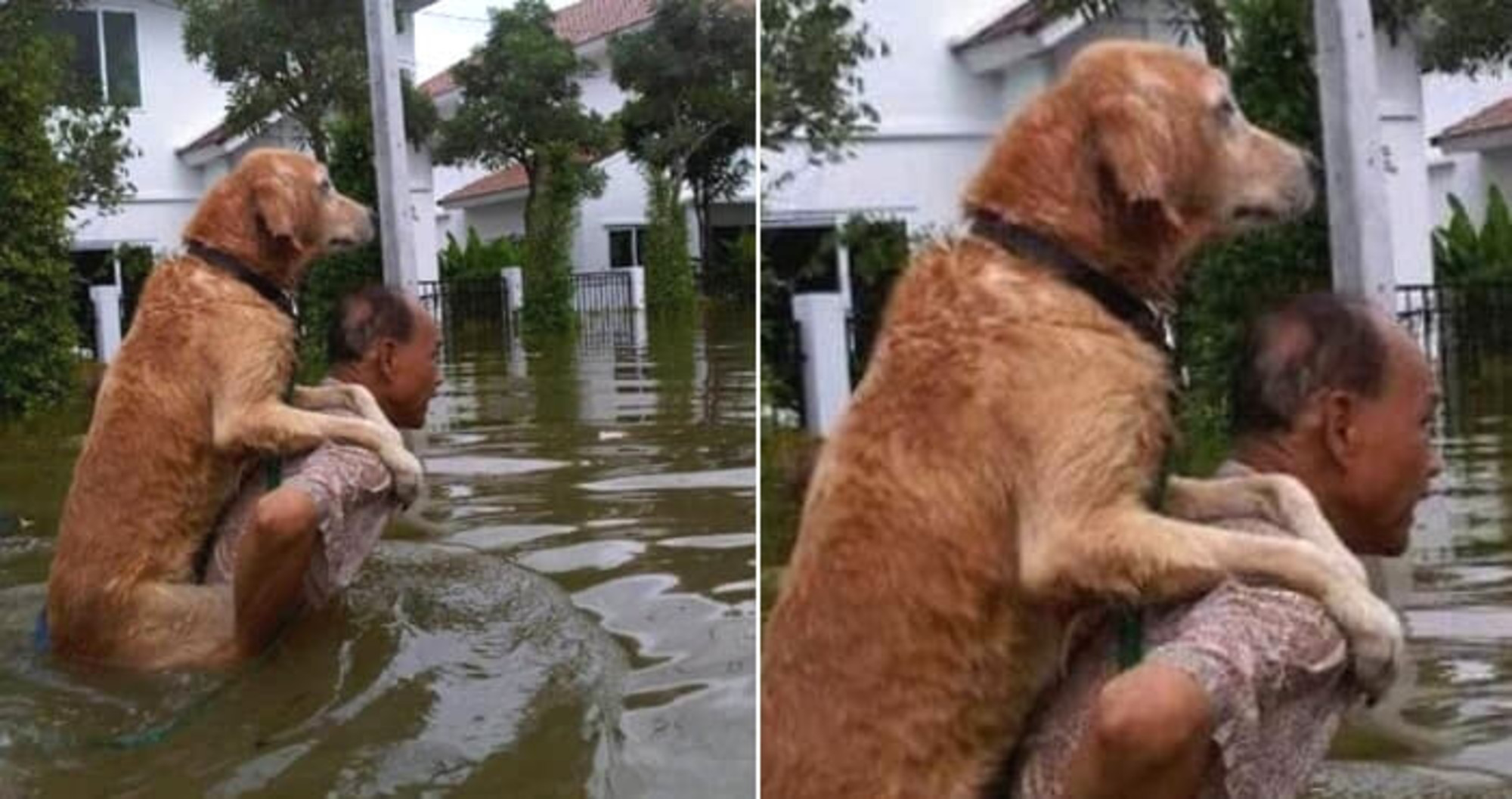 홍수로 물 허리까지 차올랐는데도 익사 위기 처한 강아지 구조해 ...