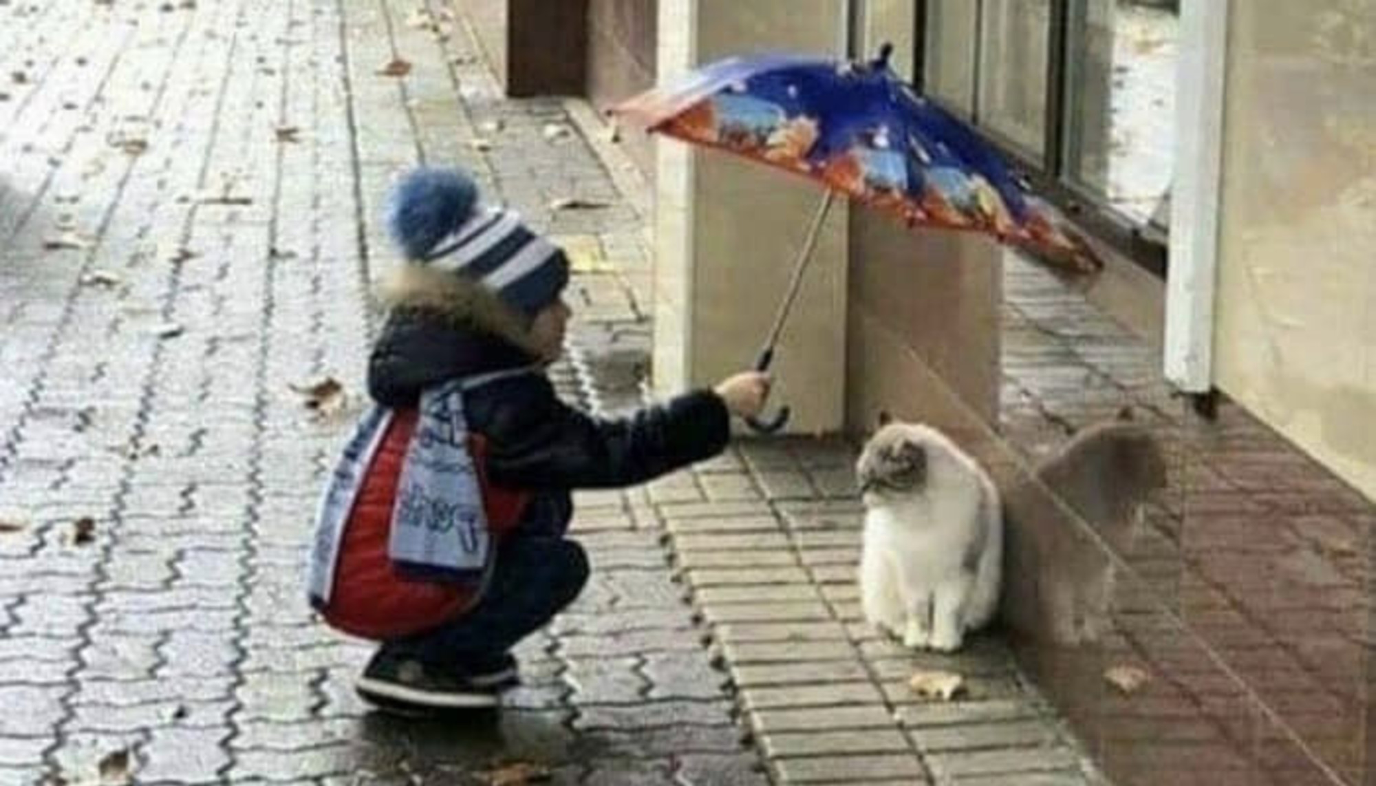 家がなくて雨に降られて寂しくなった猫に傘をさしてあげた優しい少女