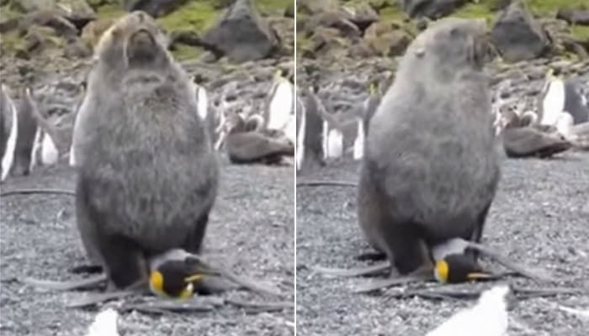 雌のペンギンを強制的に性的暴行し 噛みちぎるアザラシ