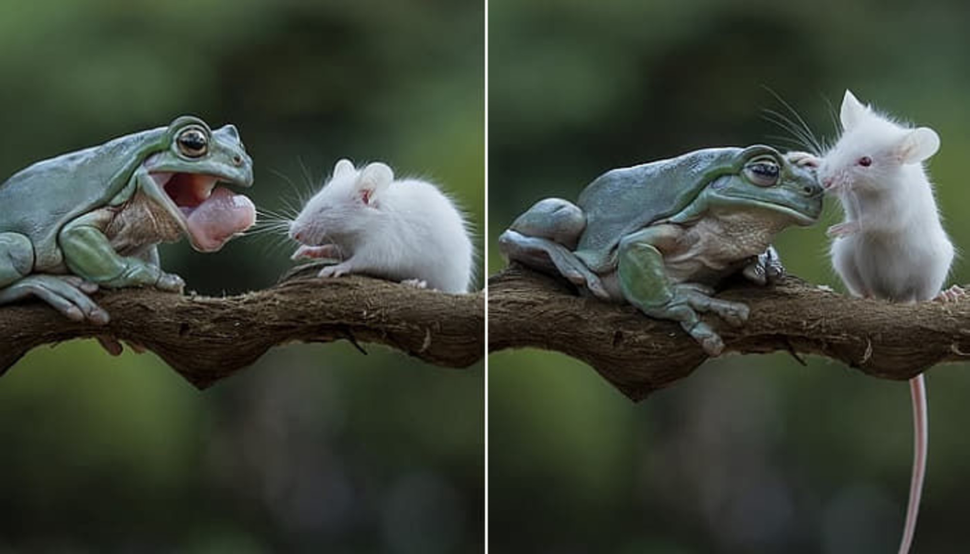 ネズミを食うカエルが静かにいると頭をなでるネズミ