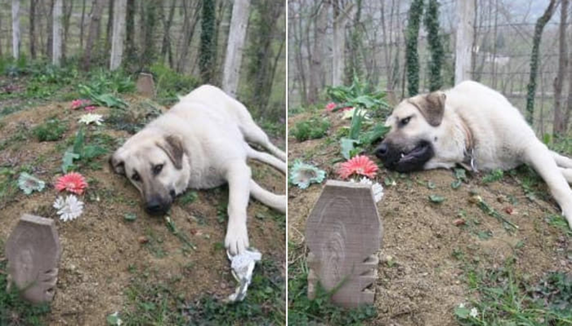 飼い主が死んで埋葬された墓から離れられない犬