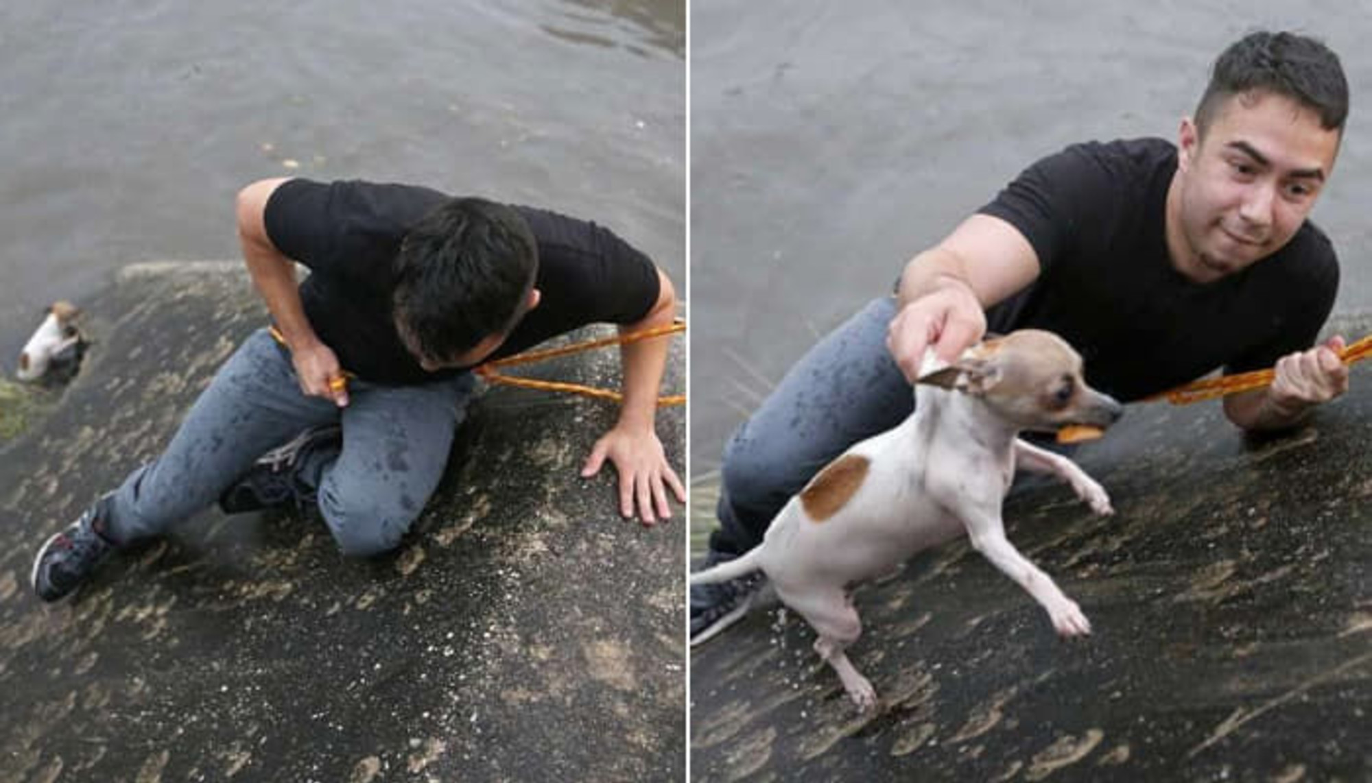 洪水の現場を取材中に溺れた子犬を助けてくれた記者