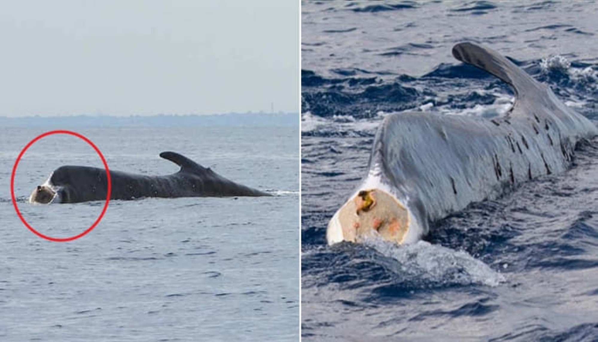 プロペラに尻尾を切られ死ぬ寸前の鯨
