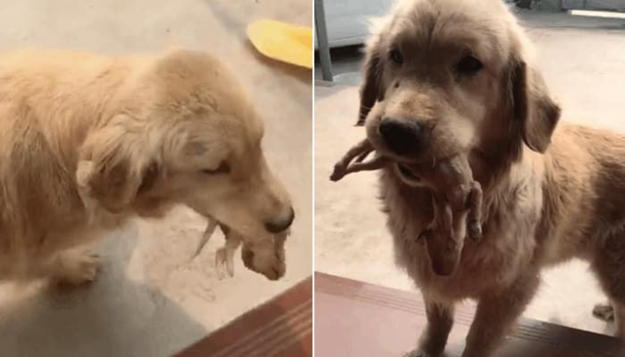 すでに死んでしまった子犬をくわえて来て助けてくれと哀願する母犬