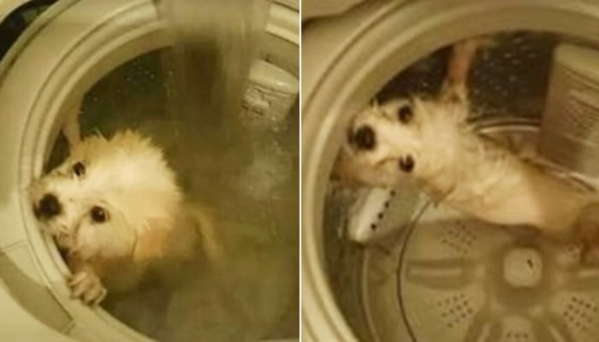 「世界一早く犬をお風呂に入れる方法」というタイトルでSNSにアップして怒りを与えた写真