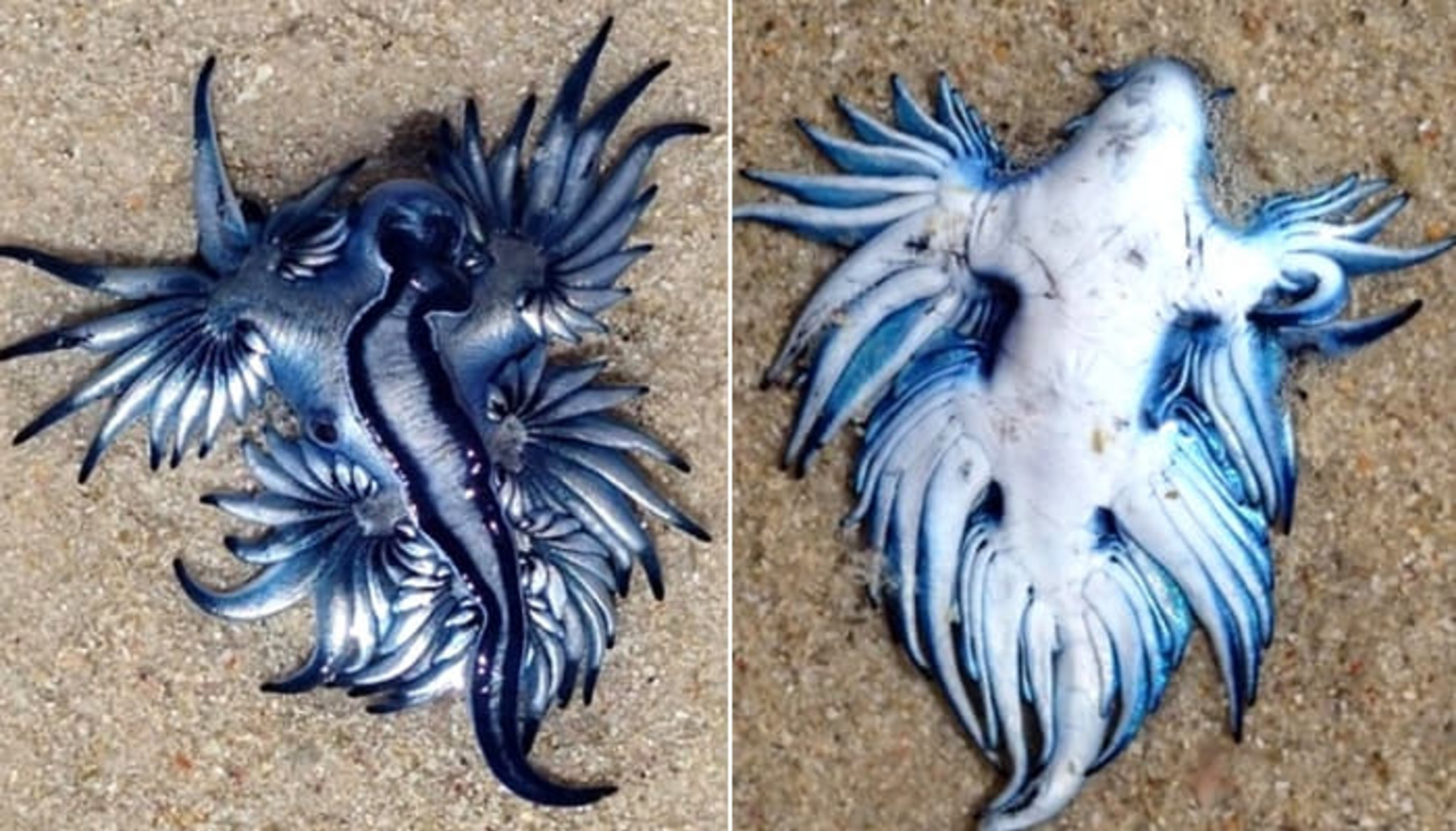달팽이 갯 민숭 갯민숭달팽이☆푸른 바다