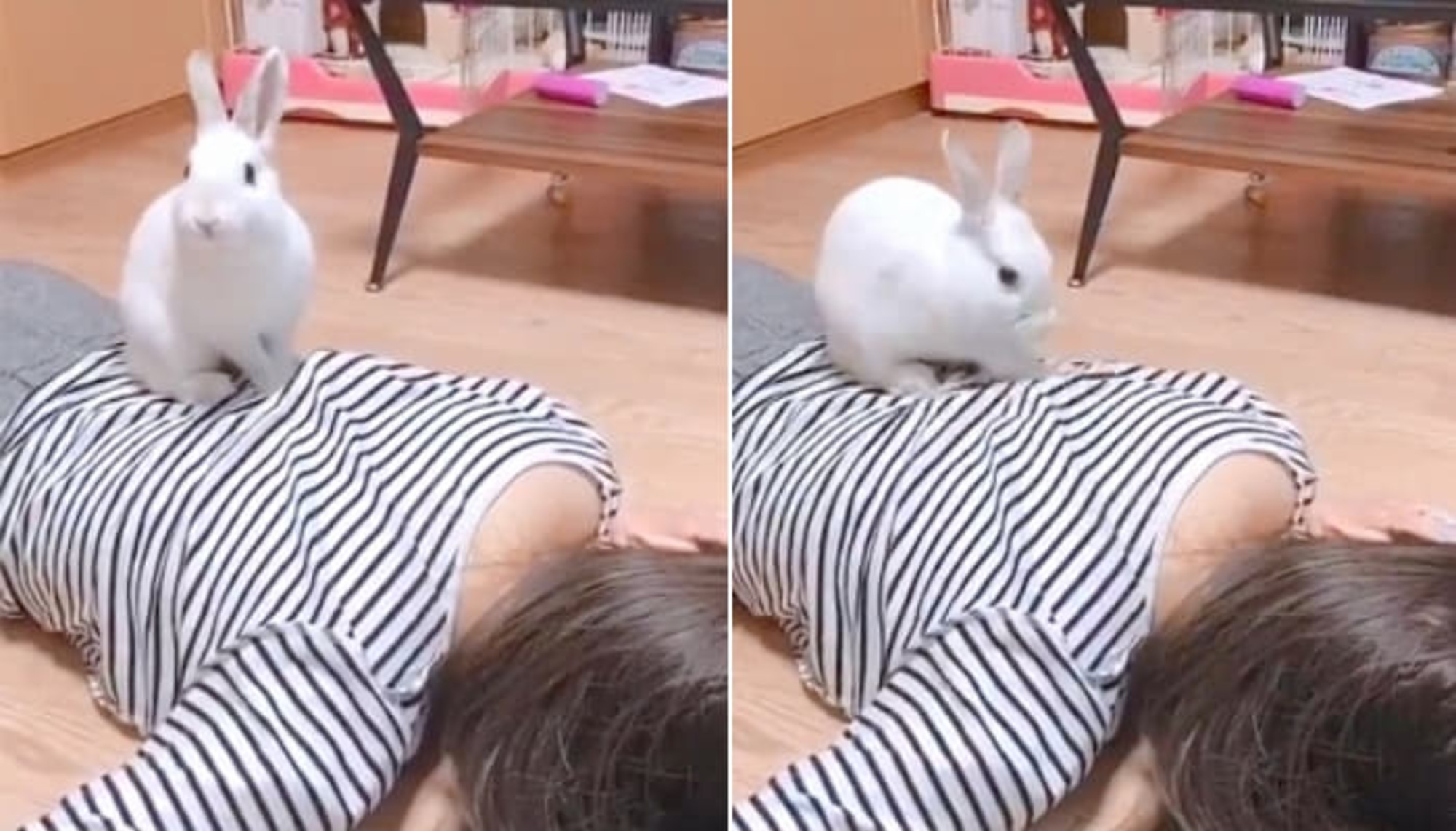 바닥에 엎드려 있다가 잠든 집사 등 위에 올라가서 꾹꾹 마사지(?) 해주는 천사 토끼