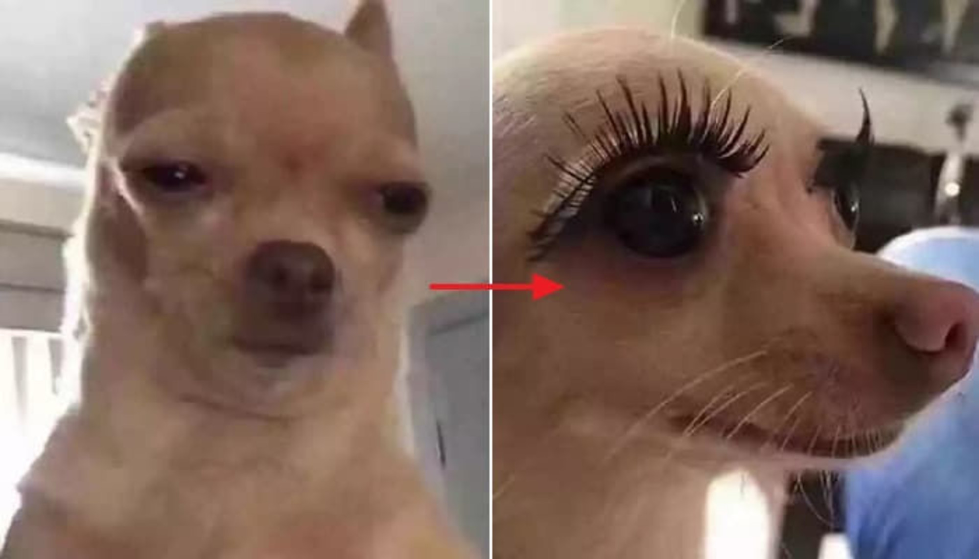 모모속눈썹 이미지