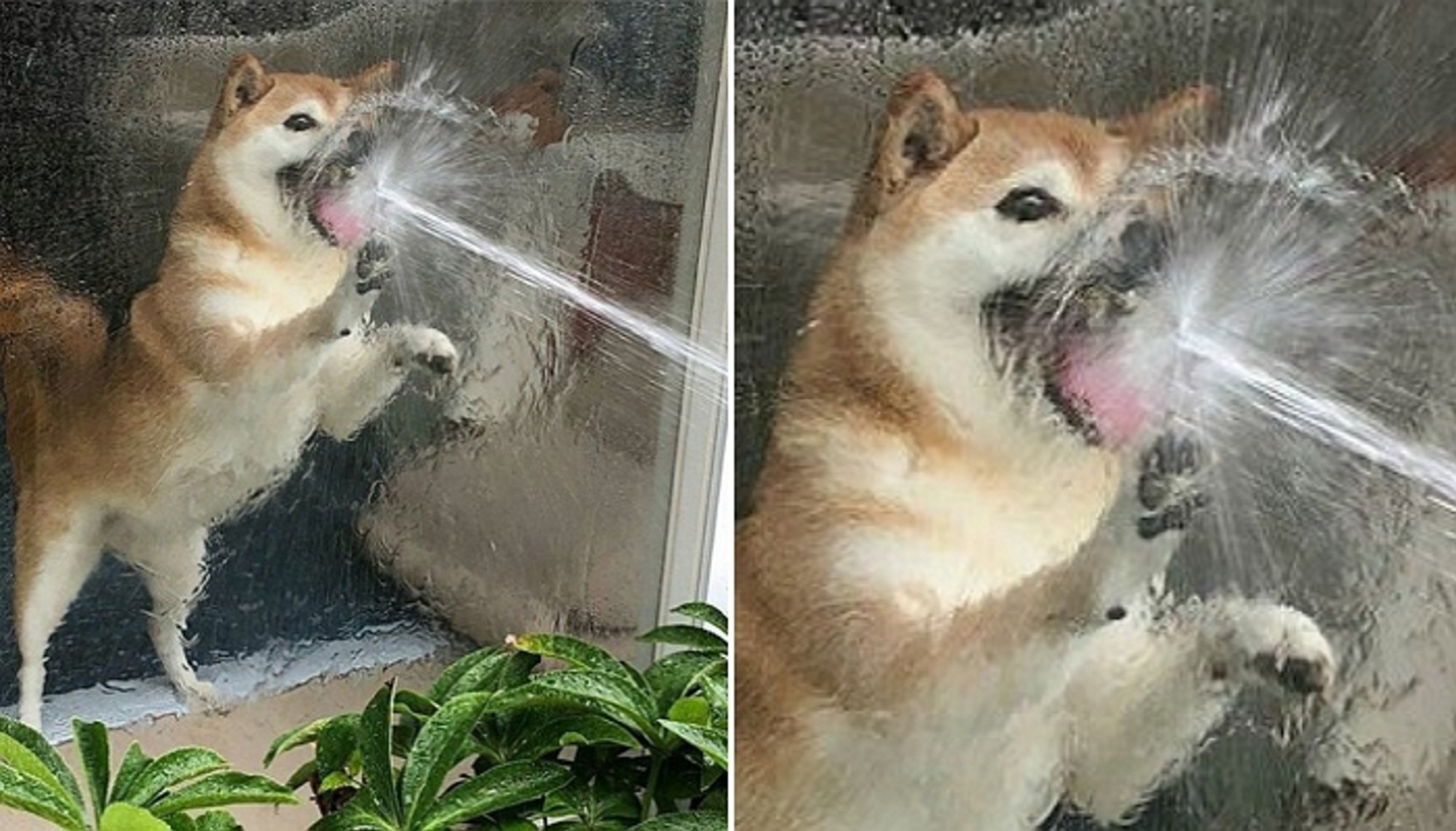 일심당 이미지