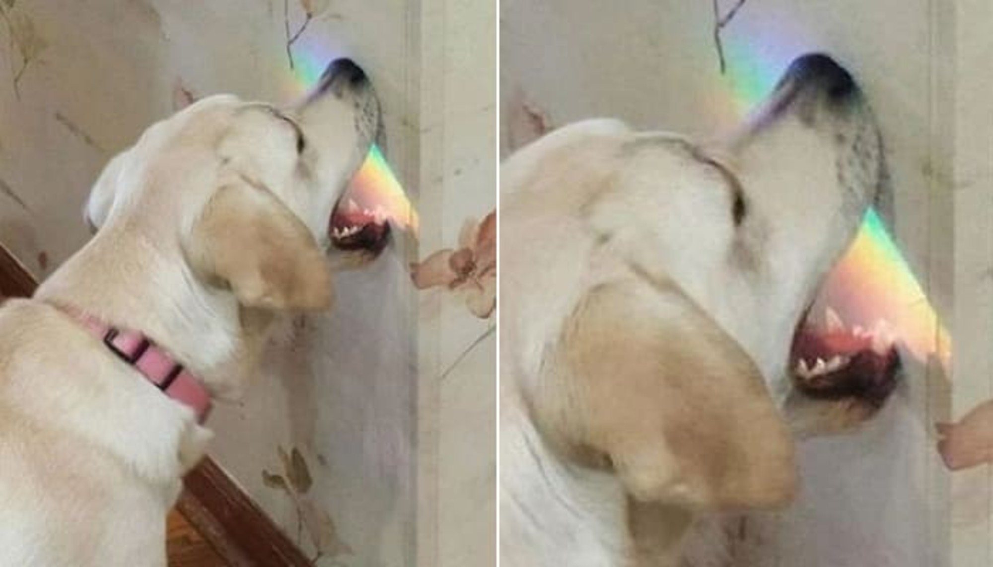 벽에 비친 무지개빛 보고 느닷없이 입부터 들이댔다가 굴욕샷만 남긴 식탐왕 댕댕이