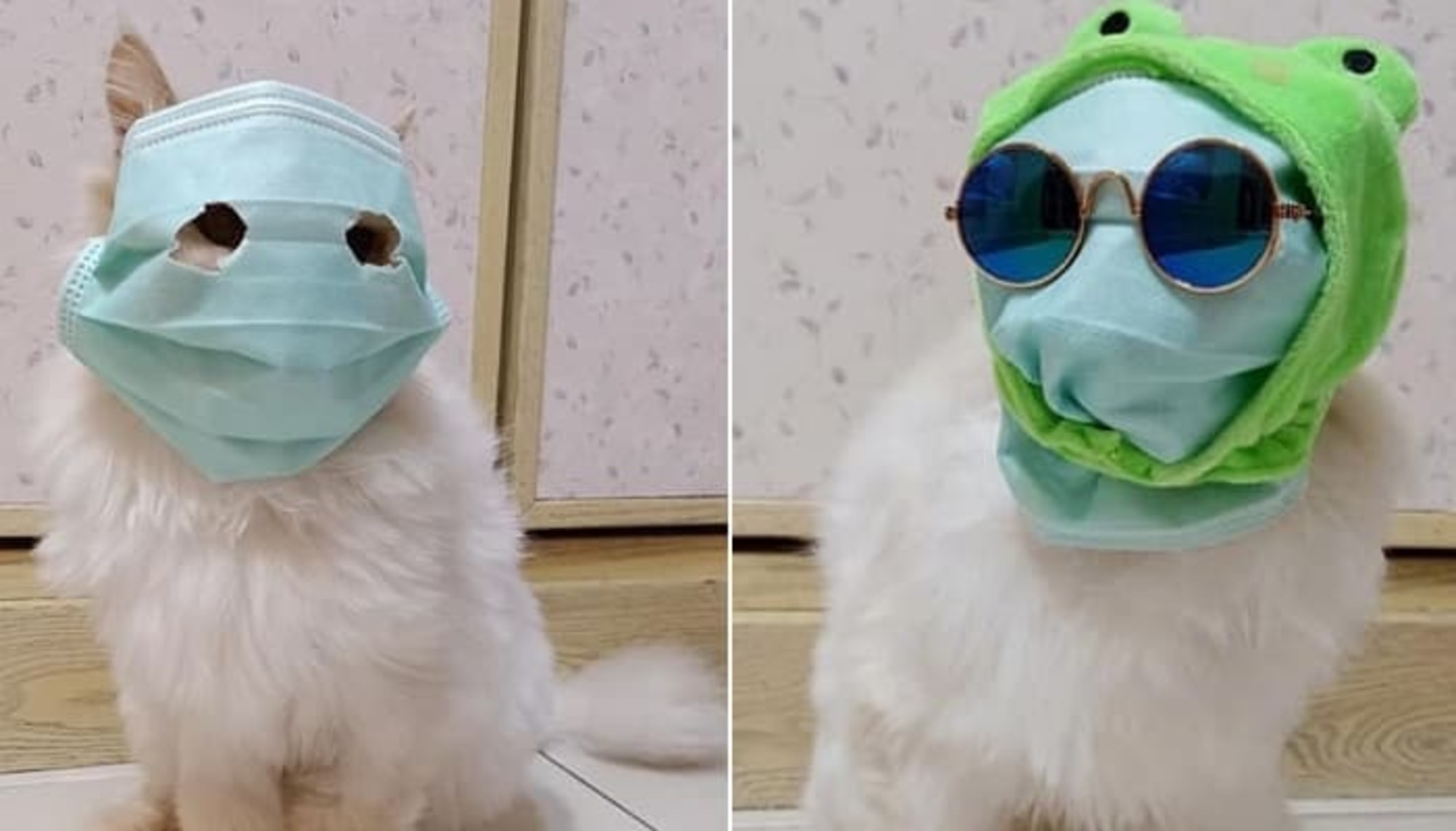 외출 준비하던 집사가 고양이 걱정돼 마스크 씌워줬다가 부족해 이것 착용했는데…
