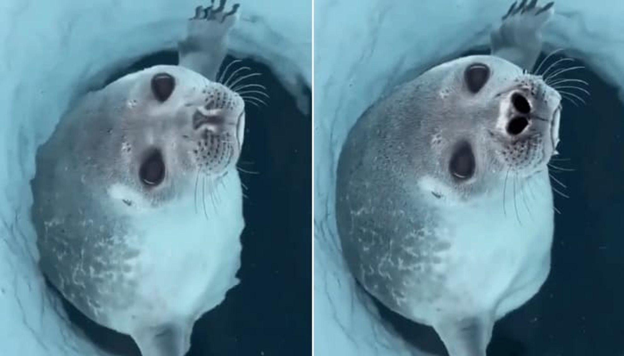 얼음 낚시 중인데 숨 고르기 위해서 '불쑥' 콧구멍 내밀어 보이는 바다표범의 귀여운 모습