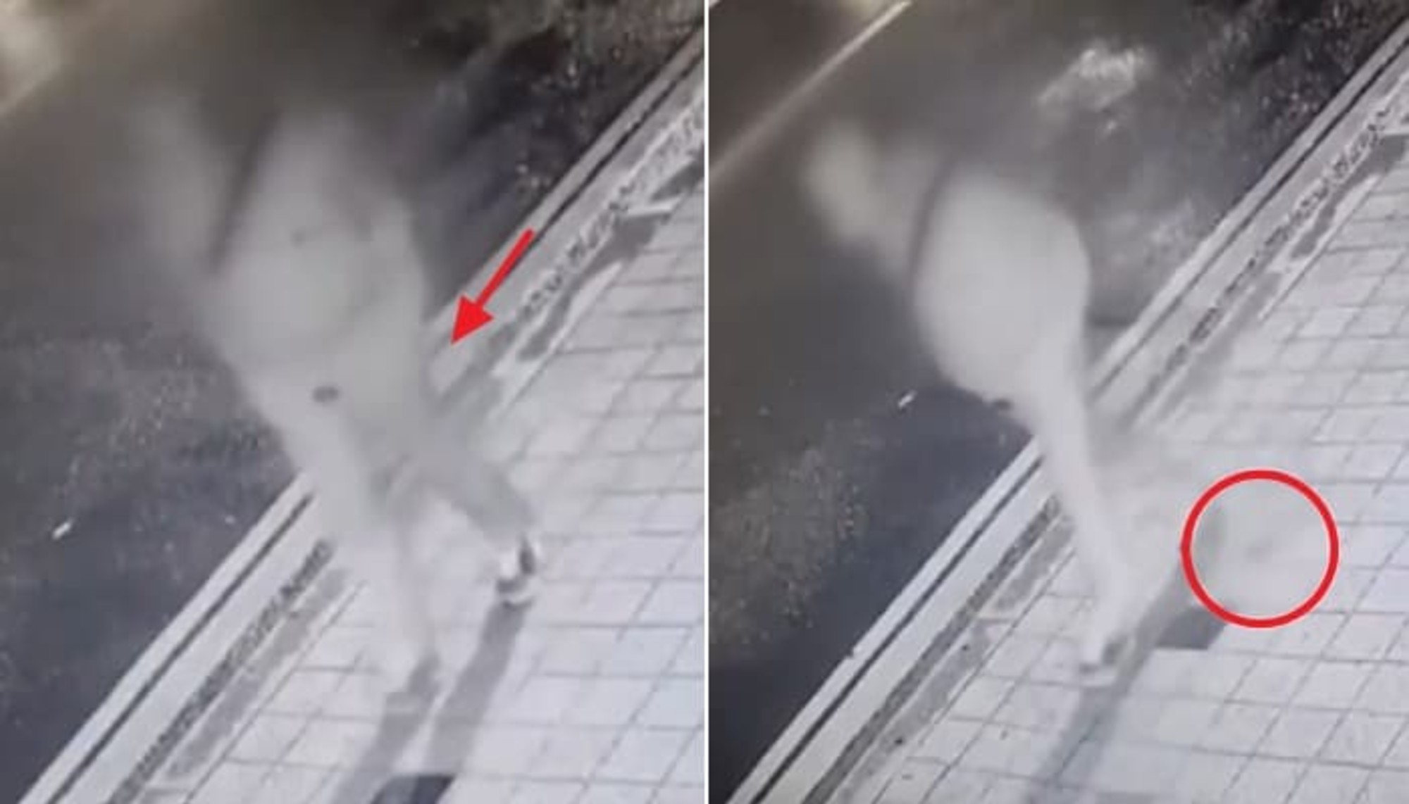 처음에는 '개똥'이라고 생각했는데…길거리에서 대변 '툭' 흘리고 가는 범인의 충격적 정체