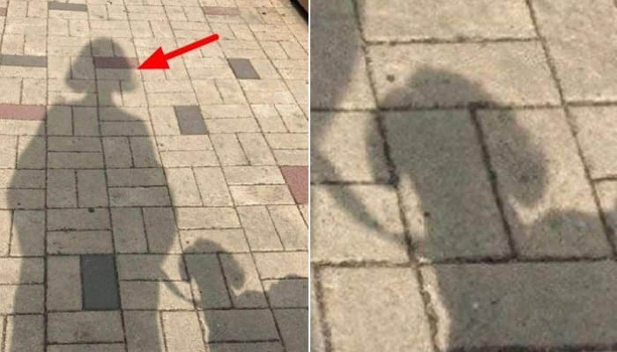 기분 전환하려고 헤어 스타일 바꿨는데 왜 다들 댕댕이랑 닮았다고 할까요?