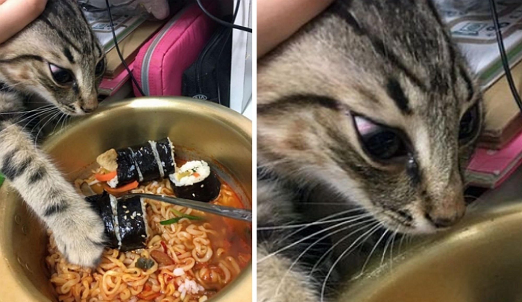 야식으로 끓인 라면 몰래 한입 훔쳐먹으려다 딱 걸려 머리끄댕이(?) 잡힌 고양이의 최후